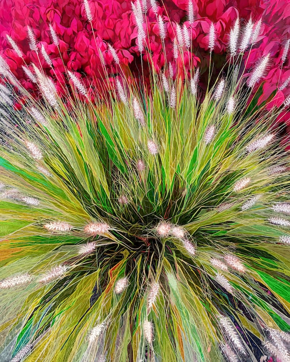 Pop art fountain grass and begonias.