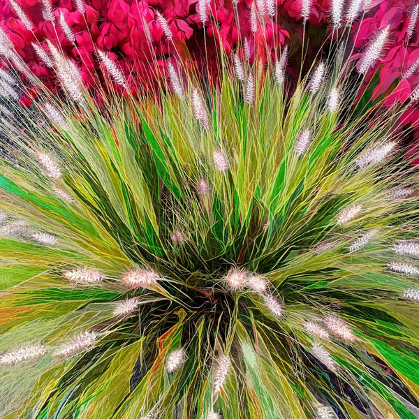 Pop art fountain grass and begonias.