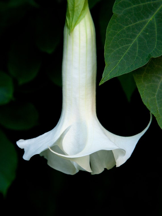Photo of blooming flower of a Brugmansia tree.