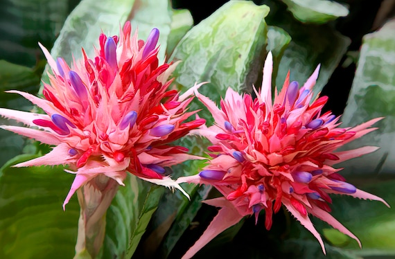 Pop art blooming bromelia plant.