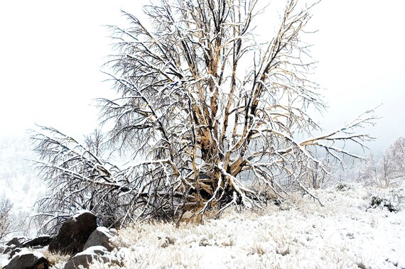 Blizzard in Monitor Pass, CA.