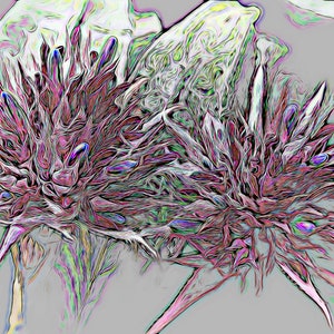 May include: A close-up of two pink and purple flowers against a grey background. The flowers have a textured, almost spiky appearance, with a variety of shades of pink, purple, and blue.