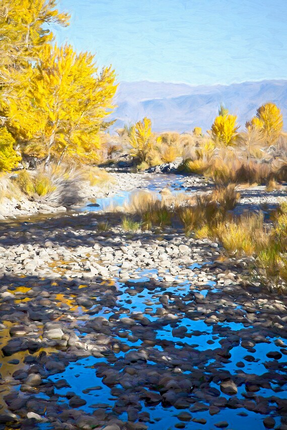 Fall cottonwoods in the Walker River valley, CA.
