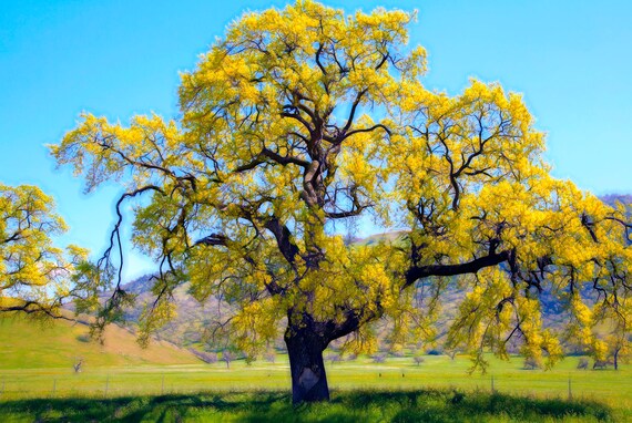Old oak in fall, Central California.