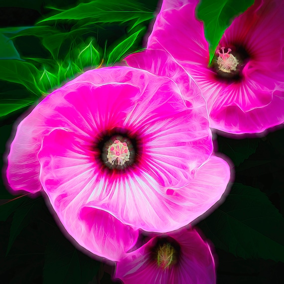 Pop Hibiscus blooming flower.