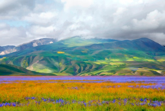 Spring Lupin and wildflowers burst on the Carrizo Plain, with a view of the Caliente Hills behind.