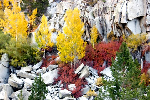 Golden fall aspens and granite in the Sierras.