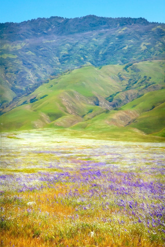 Spring wildflowers in a meadow in California.