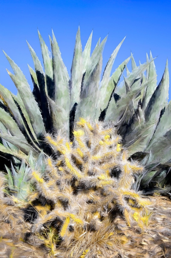 Photo of two cactii near Ojai, California.
