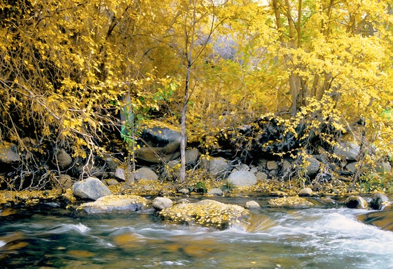 Bishop Creek surrounded by fall aspens, California.