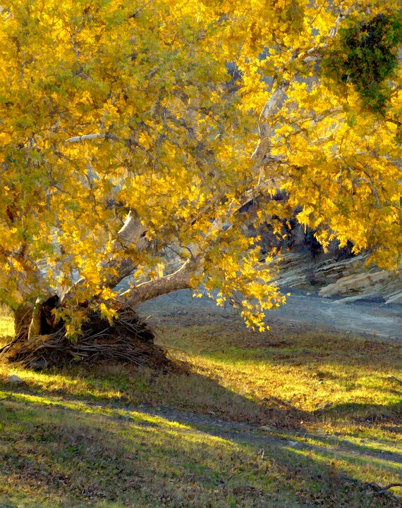 Fall sycamore with backlight in Santa Ynez mountains in California.