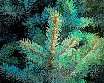 Pop art closeup of blue spruce branches.