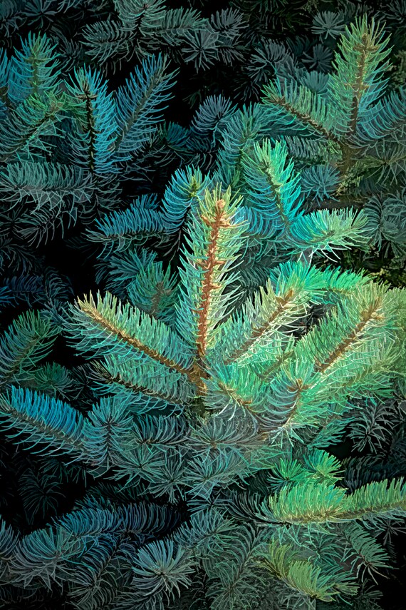 Pop art closeup of blue spruce branches.