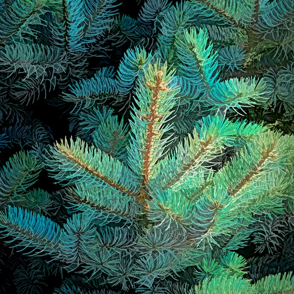 Pop art closeup of blue spruce branches.