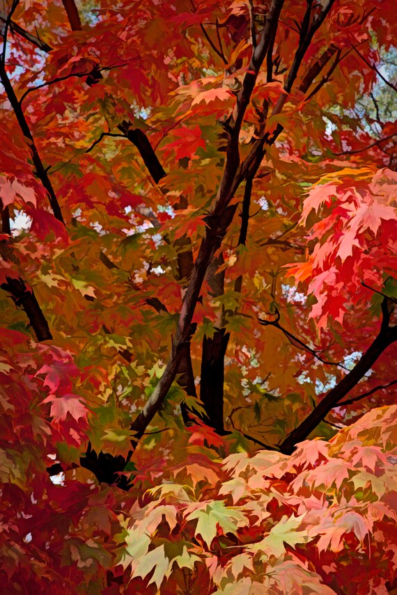 Pop art fall maple tree.