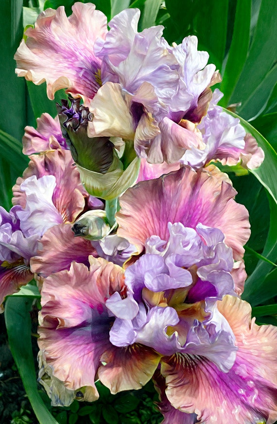 Photo of spring irises in bloom in Tuileries Garden, Paris.