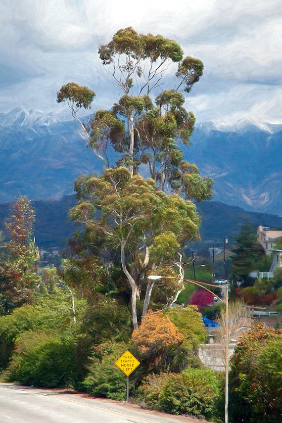 Eucalyptus tree with San Gabriel Mountains, LA.