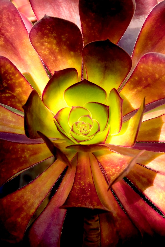 Photo of blooming red and green Aeonium succulent.