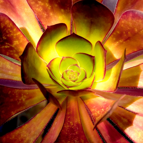 Photo of blooming red and green Aeonium succulent.