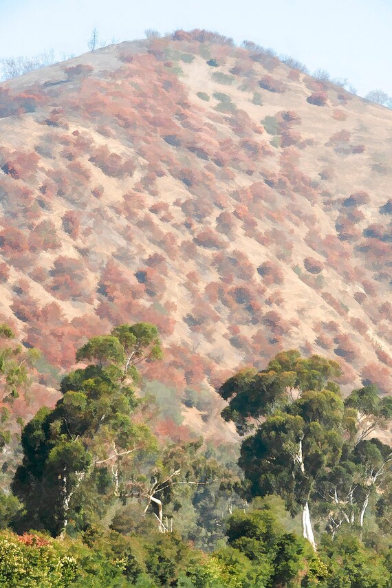 Beacon Hill in Griffith Park after fire, Los Angeles