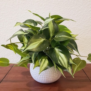 May include: A potted houseplant with heart-shaped green and white leaves. The plant is in a white, textured pot and sits on a dark wooden table. The background is a light-colored wall.