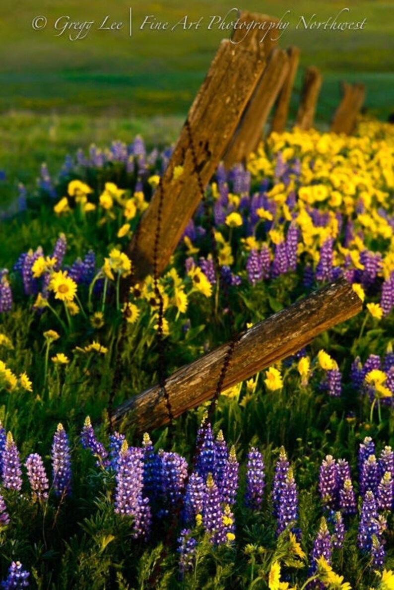 Springtime Splendor