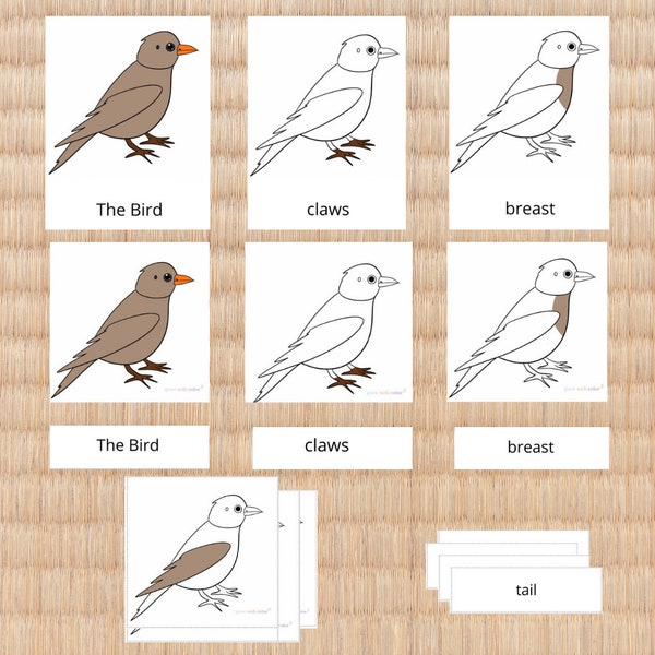 Parts of the Bird Nomenclature Cards