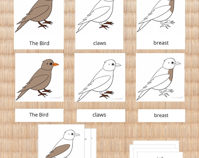 Parts of a Bird Nomenclature Book - Montessori Zoology - Printable ...