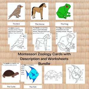 Zoology Nomenclature Descriptions and 3Part cards Bundle