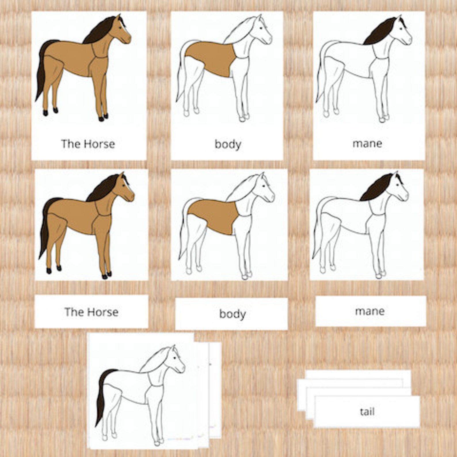 Parts of the Horse Nomenclature Cards - Etsy
