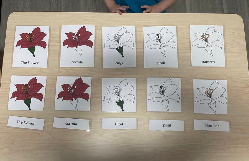 Botany Nomenclature Montessori Cards - Etsy