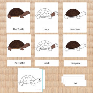 Partes de la tortuga