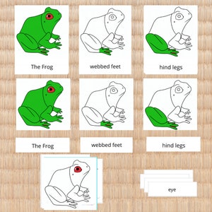 Parties des cartes de nomenclature des grenouilles