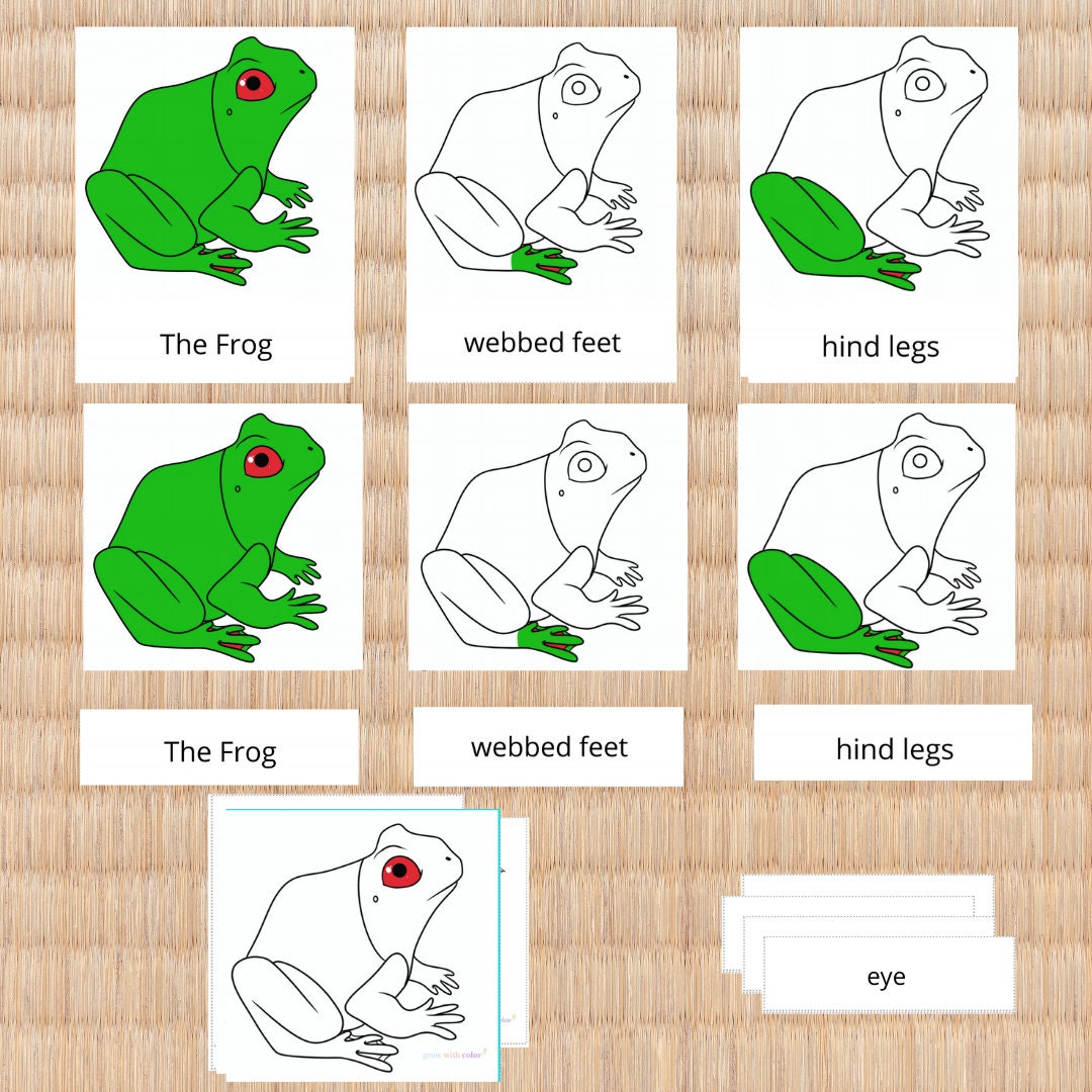 parts-of-the-frog-nomenclature-cards-etsy