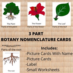 Karty Montessori z nomenklaturą botaniczną