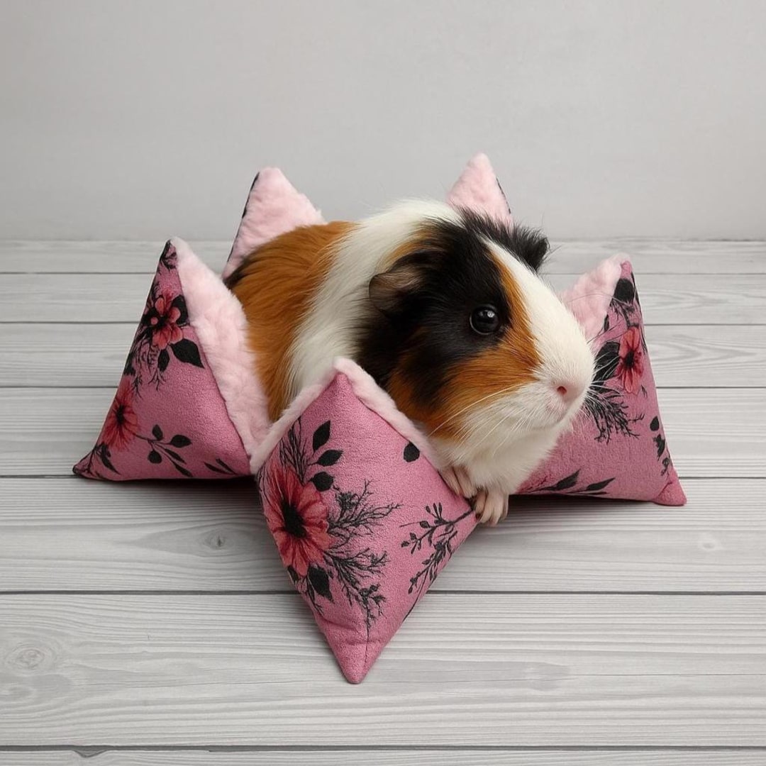 guinea pig do hamsters like blankets