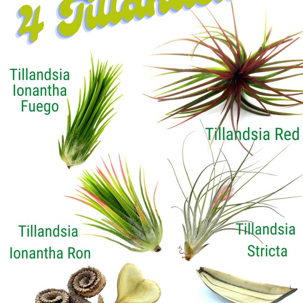 Lot de 4 Tillandsias + Cosses de Graines Exotiques Offertes !  - Déco Verte Sans Terre