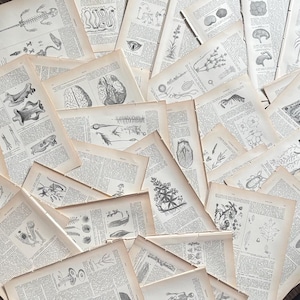 5) Páginas de la Enciclopedia Ilustrada de BOTÁNICA, BIOLOGÍA Y ANATOMÍA - 1902. Lotes antiguos. Revistas/Manualidades. Cartas antiguas. Scrapbooking. Manualidades antiguas.