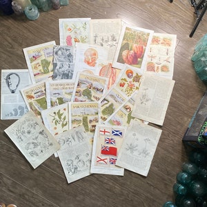 Páginas de libros antiguos: anatomía, botánica, etc., principios del siglo XX y principios del siglo XX. Lote de planchas de impresión antiguas. Diario/manualidades. Páginas de enciclopedia. Relleno de diario.