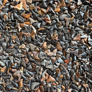 Fossilized Shark Teeth. “Lower Grade”Megladon & Others. Great White, Mako, Tiger, Fossil Shark Teeth, Jewlery/Crafts. Crystal/Mineral lots