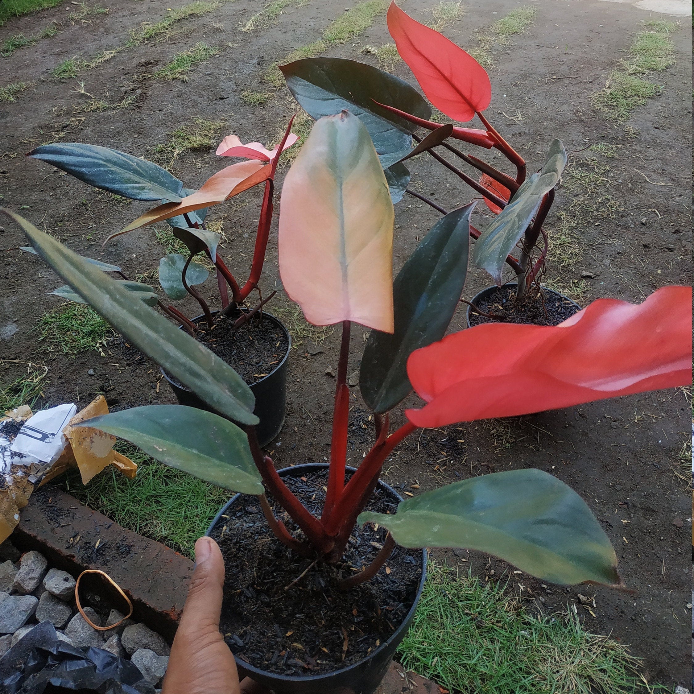 Philodendron Pink Dark Lord tropical plants Wholesale And Etsy