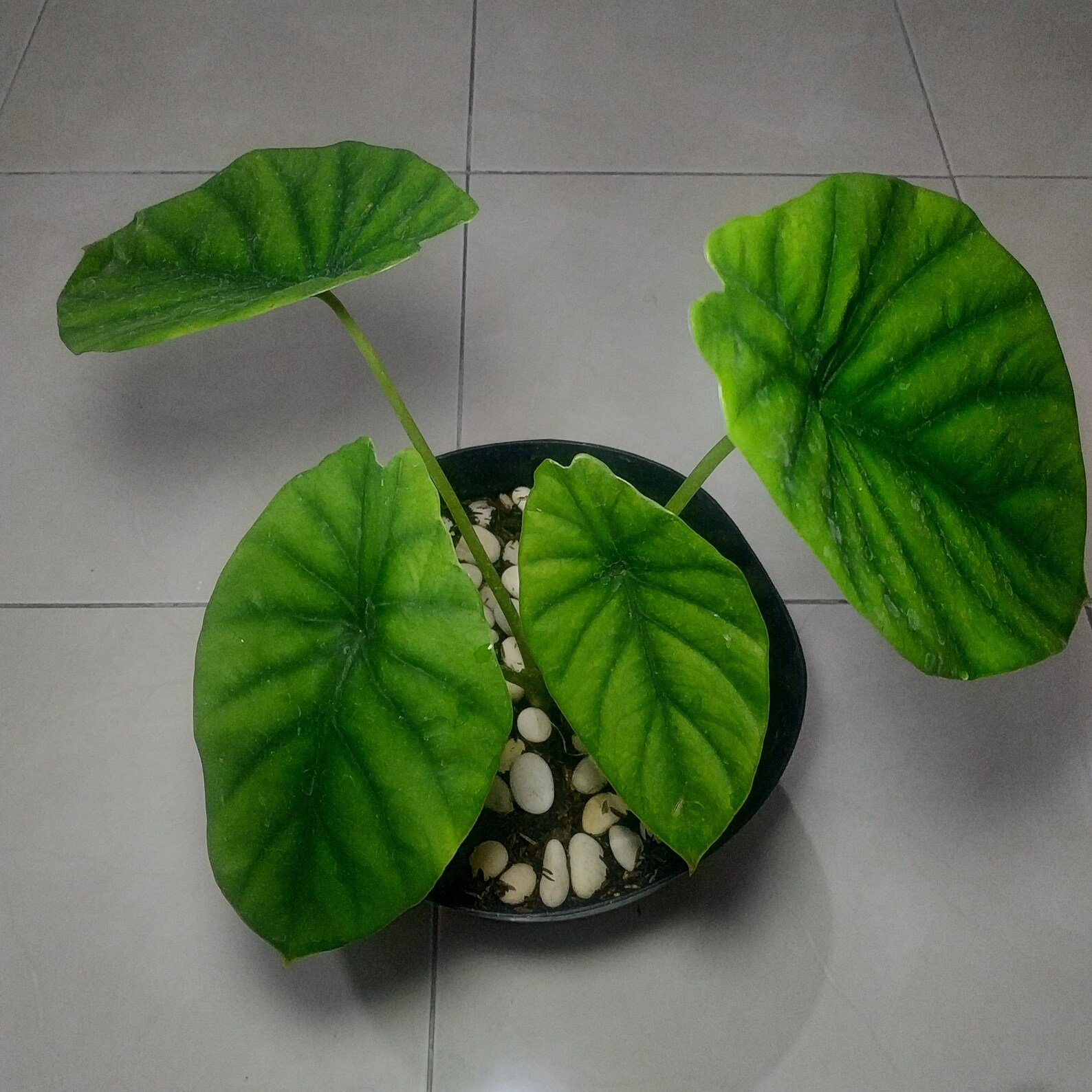 Alocasia Green shield Clypeolata exotic rare plants