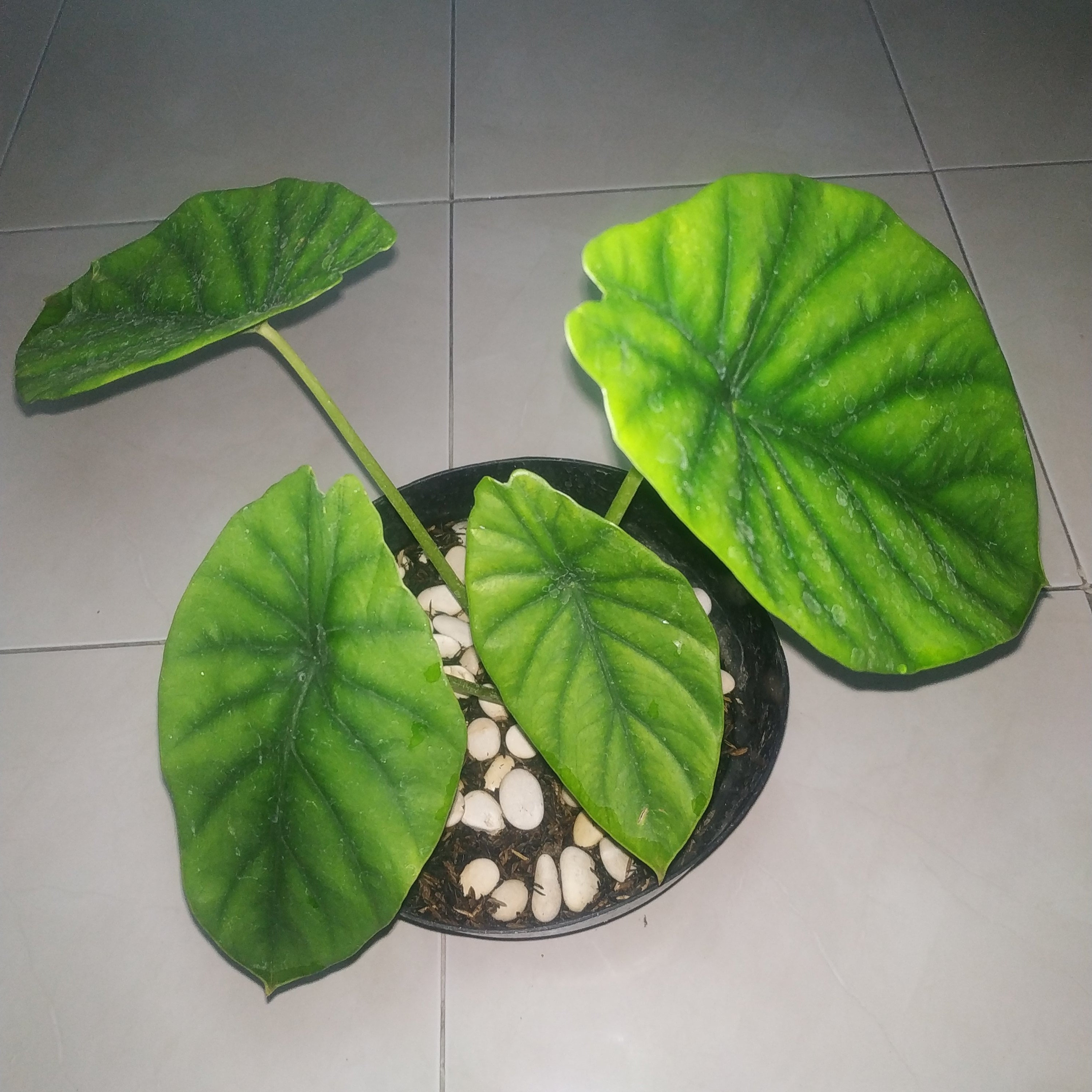 Alocasia Green shield Clypeolata exotic rare plants