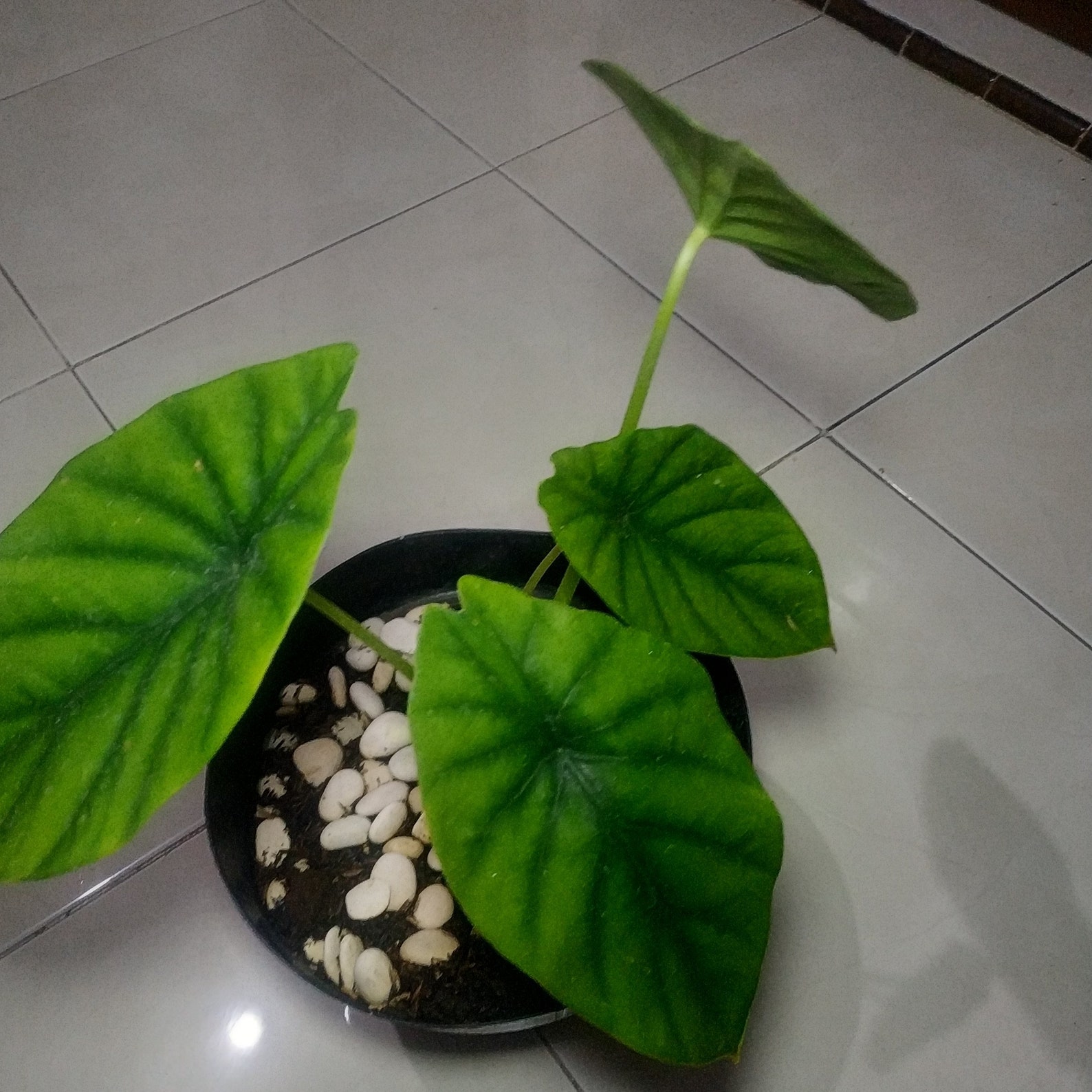 Alocasia Green shield Clypeolata exotic rare plants