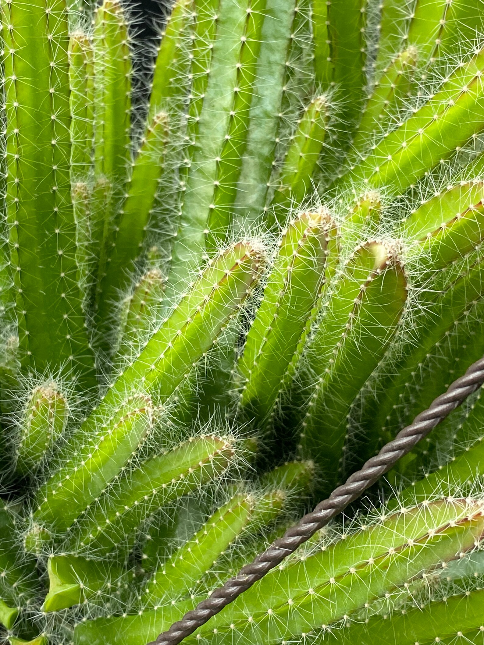 Dog Tail Cactus strophocactus Testudo Etsy