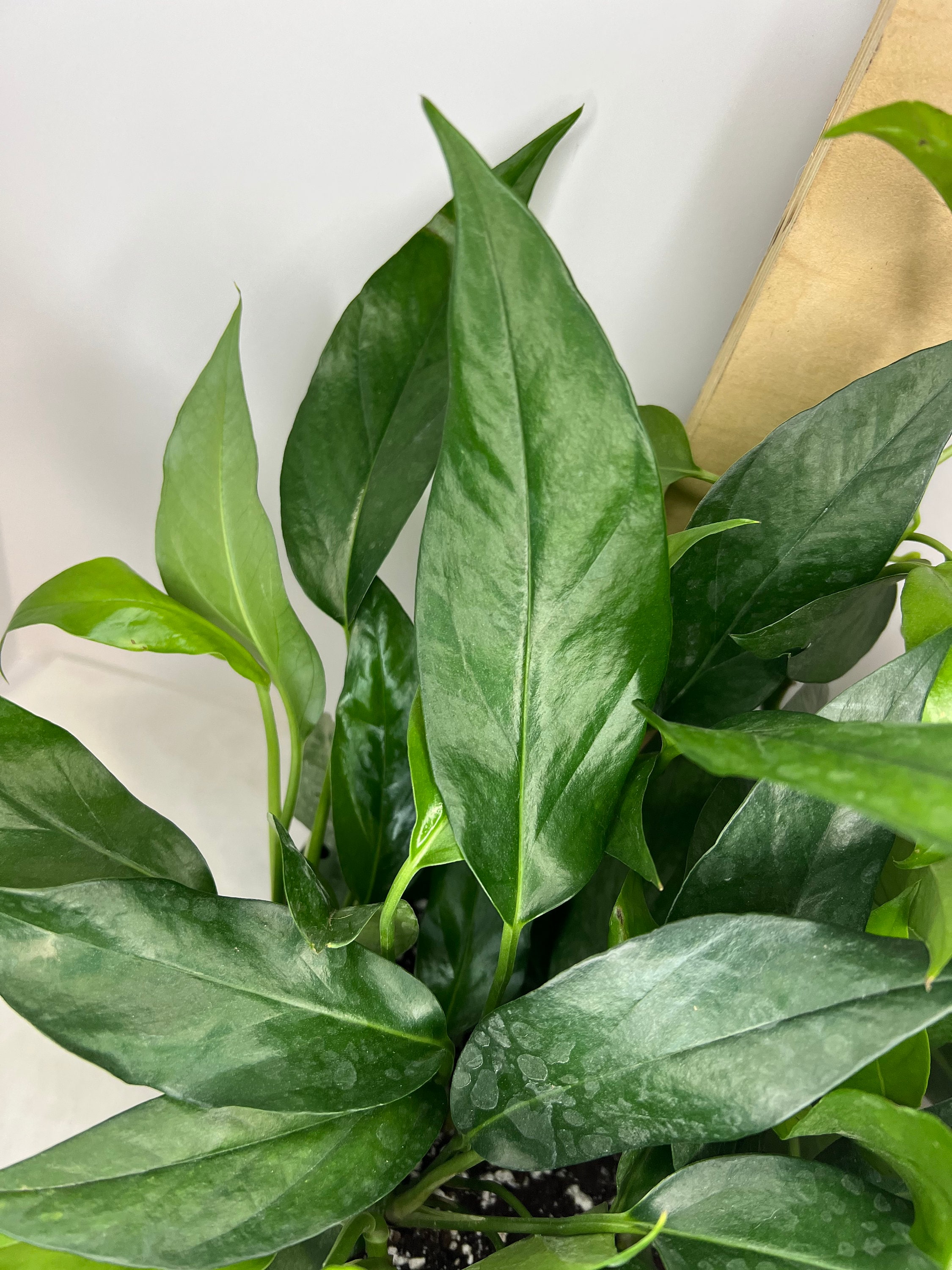 Baltic Blue Pothos epipremnum Pinnatum Baltic Blue Etsy