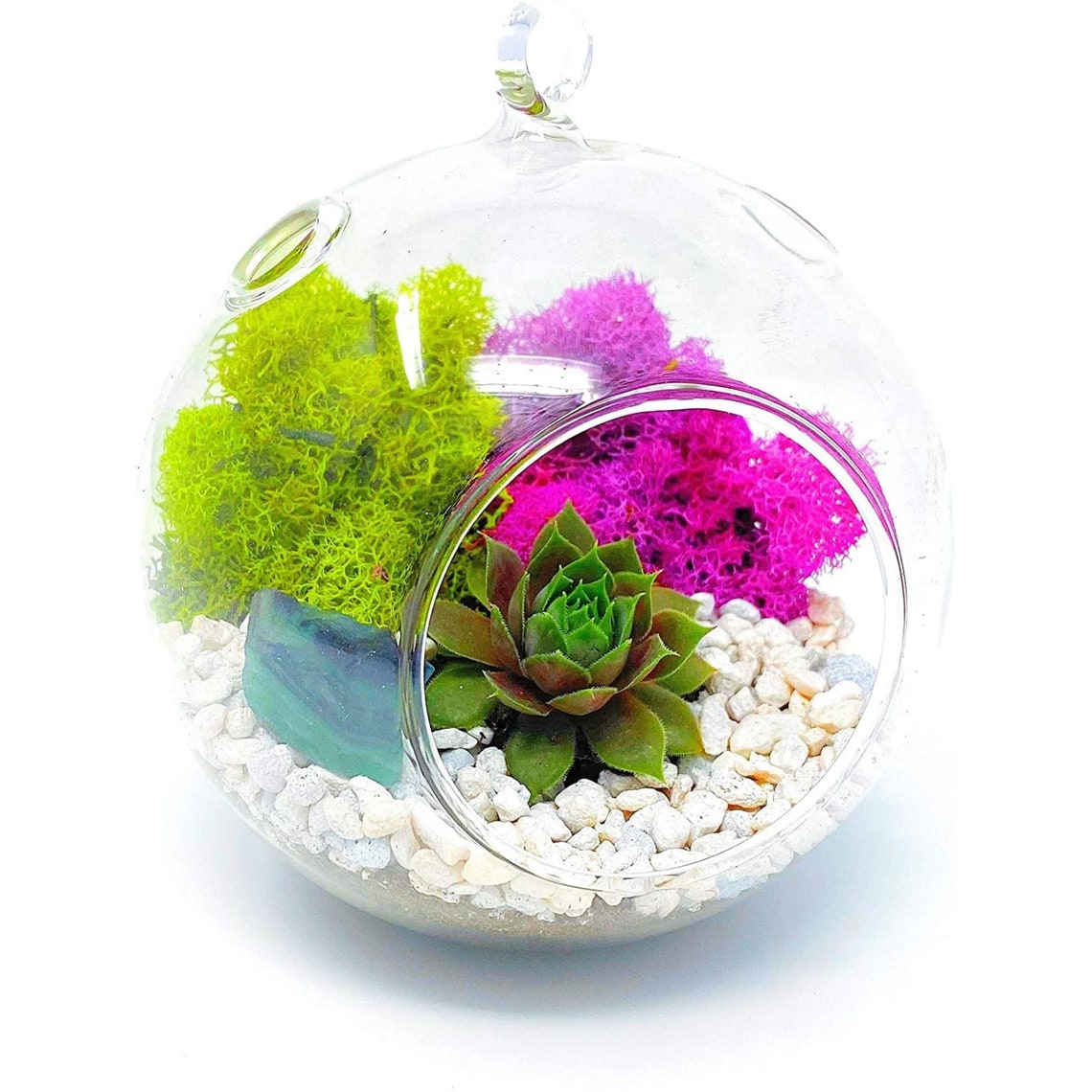 DIY Terrarium Kit for Adults with Live Succulent Plant Globe Etsy