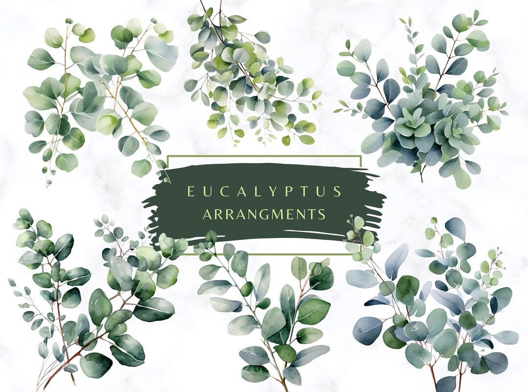 Watercolor Greenery Eucalyptus Clipart PNG Transparent Eucalyptus ...