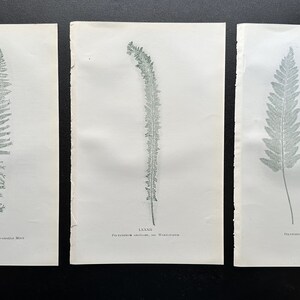 3 FERNS print collection- Original from “British Ferns”- Circa 1800s
