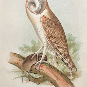 BARN OWL color print - Original from “Diseases of Poultry”- Circa 1897